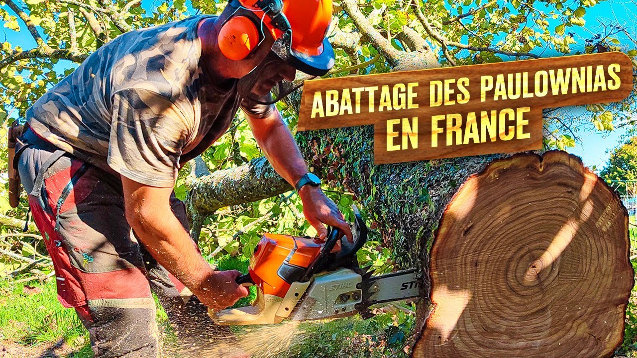Abattage des paulownias en France