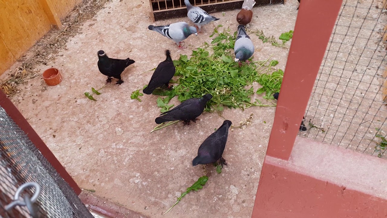 Rucola Salat für Tauben