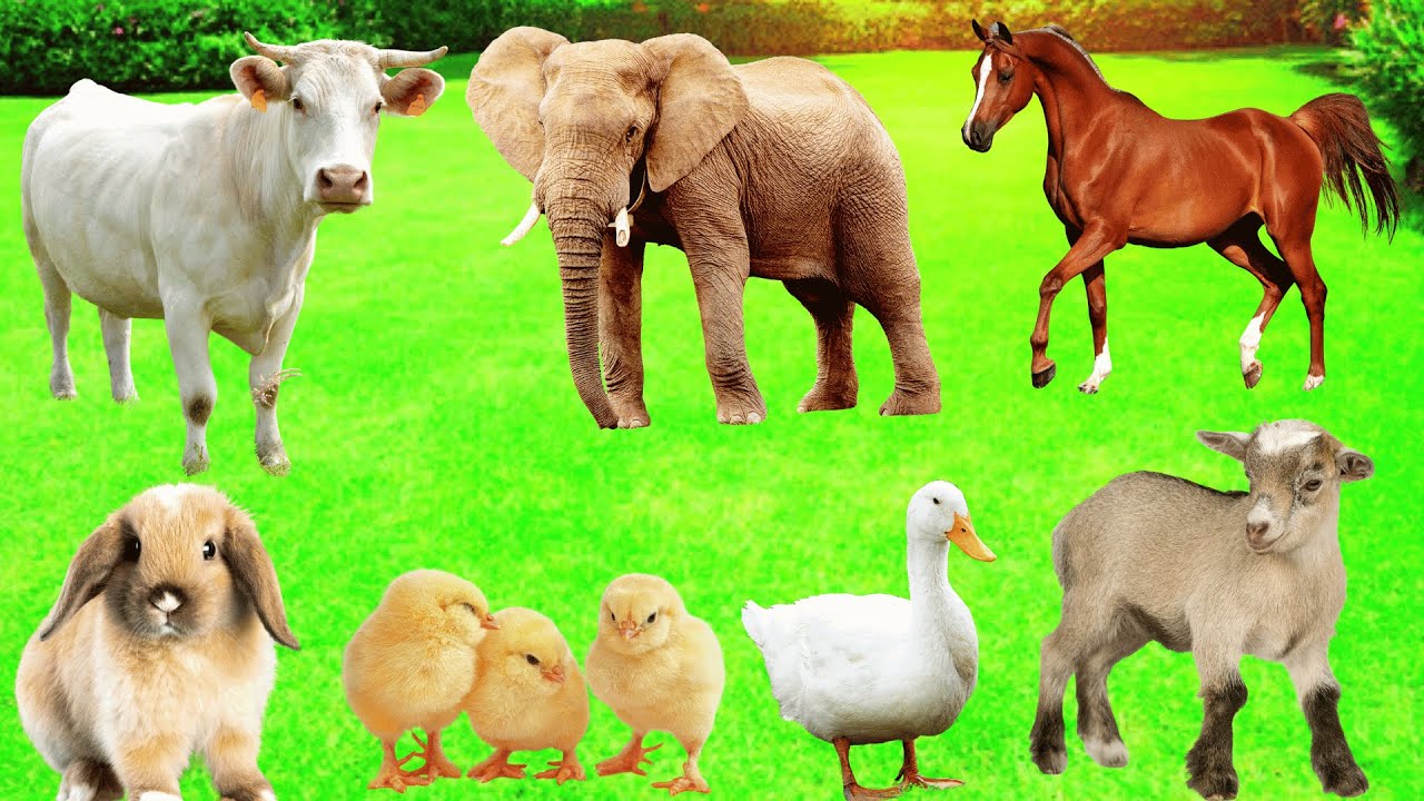 "Best Animal Sounds | Farm, Wild & Exotic Animals Noises for Relaxation & Learning"