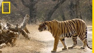 Découvrez les techniques de chasse des tigresses