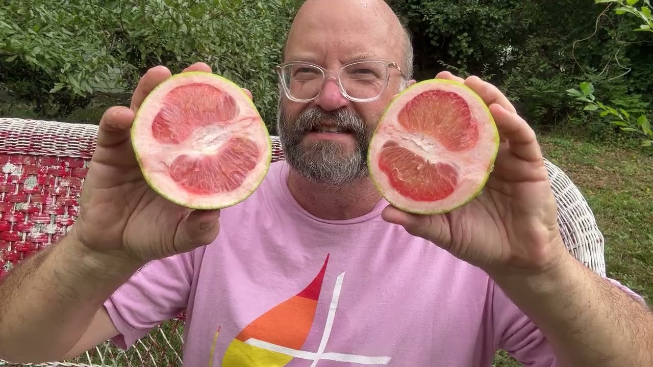 Taste Teste of Partially Green Looking Citrus September 2025 - YouTube