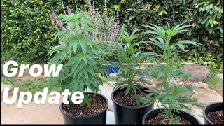 FIRST TIME WEED GROW UPDATE