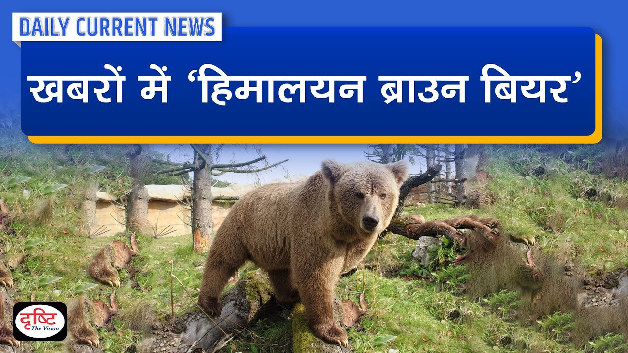 Himalayan Brown Bear Daily Current News Drishti IAS YouTube Himalayan Brown Bear Daily Current News Drishti IAS YouTube