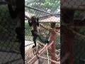 Nonton Kera Sakti 🦍 #explore #cute