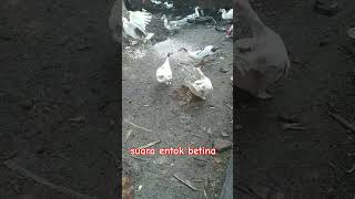 Download Lagu Suara entok betina #ternakentok  #entog  #entokrambon #entoklokal #suara #shorts MP3