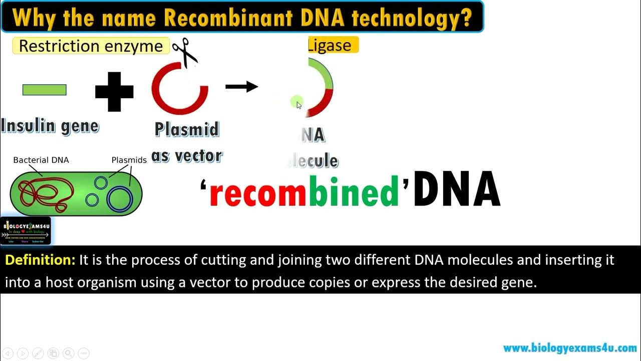 What is DNA Technology? or rDNA technology a simple