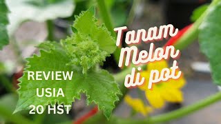 Review Sekejap Tanaman Melon di dalam Pot