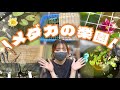 我が家のメダカ全部紹介✨️ 【メダカの楽園】