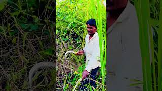 आवशीद मारल आसन का #comedy #manishahajare