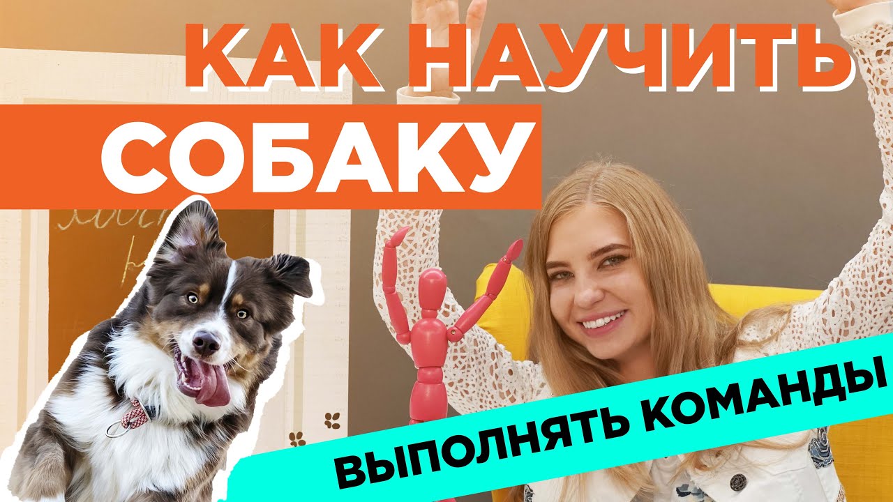 Как Приучить Собаку Делать Куни