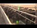 I Am Angus: University of Nebraska Feedyard Management Internship Program