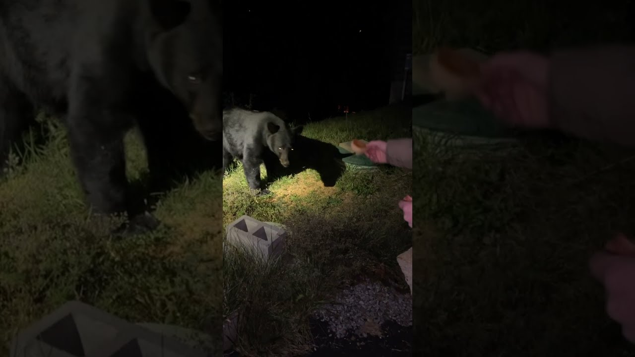 Bear Gently Takes Biscuit Before Charging ViralHog
