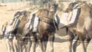 Kasva Adlı Güzel Deve