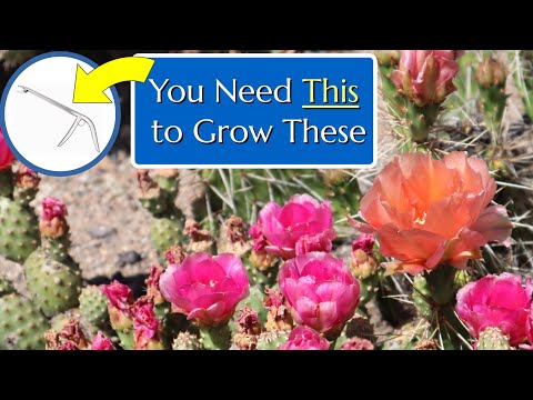 ვიდეო: Cactus for Zone 4 Gardens - Cactus მზარდი ცივ კლიმატში