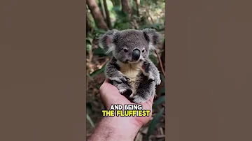 A Day In The Life Of A Baby Koala Just Pure Cuteness 