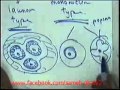 SYSTEMIC PATHOLOGY :anaemia and lymphoma DR SAMEH GHAZY