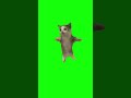 Happy Happy Happy Cat Green Screen 