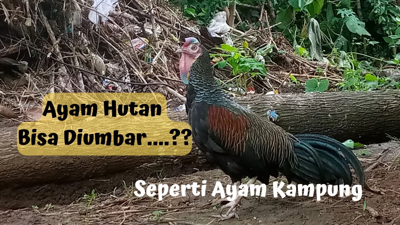 Cara Paling Efektif Agar Ayam Hutan Hijau Bisa Diumbar Seperti Ayam Kampung