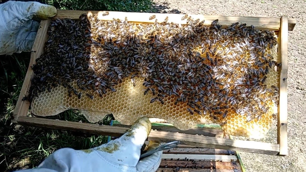 Stanje u košnici 28.04.2023, priprema za bagrem