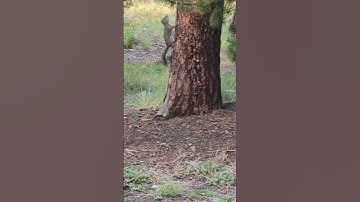 ATTACK of the Killer Squirrel #shorts