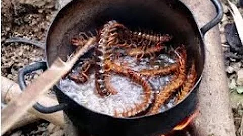 Вьетнамцы едят сколопендр многоножек