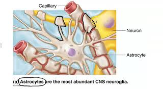Neuroglial Cells