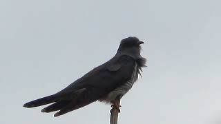 Coucou gris chant - Common Cuckoo song