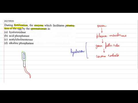 Video: Har enzymer använts för att penetrera ägg?
