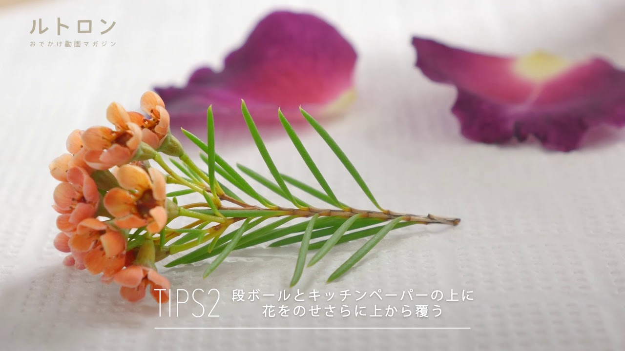 花をもっと楽しむ簡単ハンドメイド 電子レンジでできる 押し花の作り方 Youtube