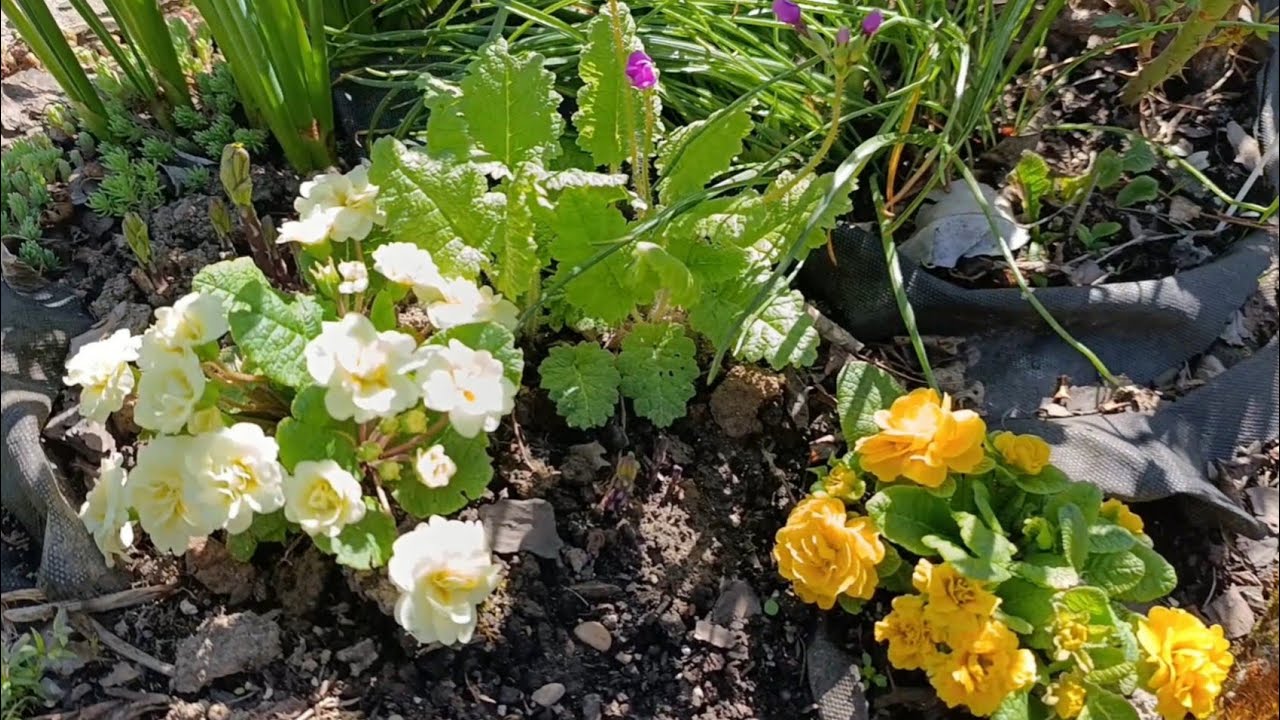 @NestorkaOlenkivna Троянди - мої сорти. Сульфат магнію від стресу.