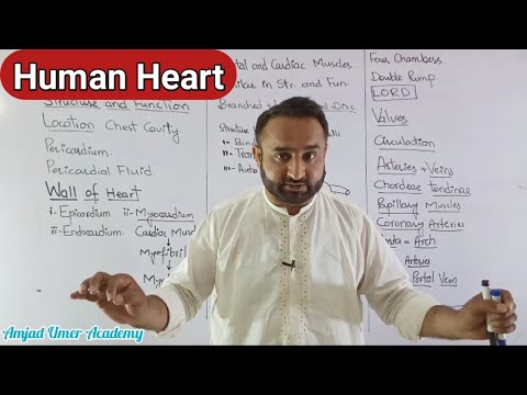Human Heart Structure and Function | Pumping Organ-The Heart Chapter 14 Class 11 Biology