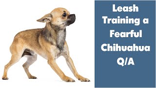 Leash Training a Fearful Chihuahua Q/A | Sweetie Pie Pets by Kelly Swift by Sweetie Pie Pets 579 views 3 months ago 2 minutes, 55 seconds