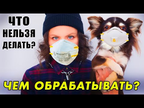 Вопрос: Как уберечь свою собаку от заражения коронавирусом?