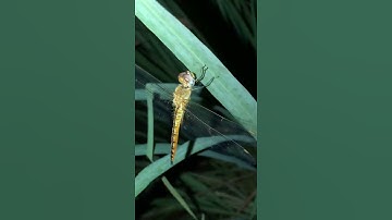 Con chuồn chuồn ngô ngủ đêm
