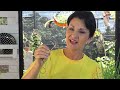 Entre Recetas de Verano | Plantas aromáticas