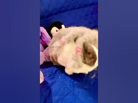 Omg !! So much shedding !!🐰😅💓#cute #bunny #shorts 