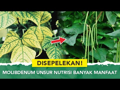 Video: Molibdenum Dan Tanaman - Pentingnya Molibdenum Untuk Pertumbuhan Tanaman