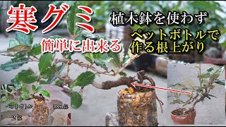 植木鉢を使わず根上り】寒グミ 簡単に出来る根上り盆栽、すべてペット