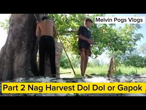 Part 2 nag harvest og Dol Dol or Gapok ito pala ginawa ng onan negosyo po dito sa amin lugar