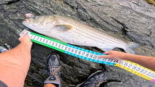 Trying To Catch Trophy Striped Bass From The Shore