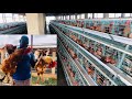 Dmarrer une grande ferme avicole au nigeria  farkald poultry  agroallied services