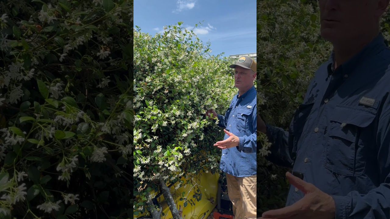 Landscape maintenance and plant tips: Confederate Jasmine vine 