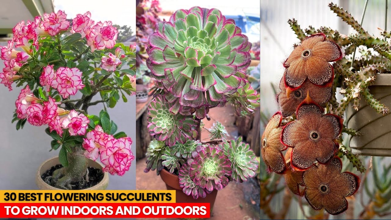 30 Best Flowering Succulents To Grow Indoors and Outdoors
