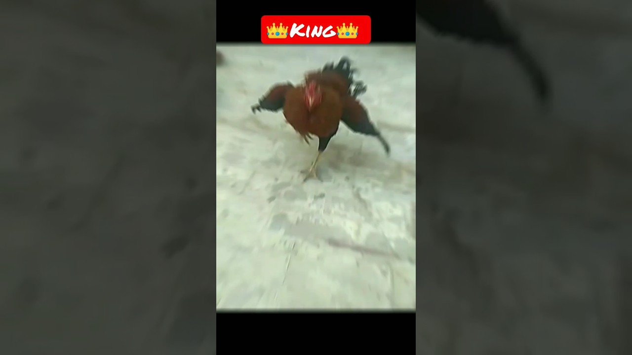 👑 King Aseel 👑 