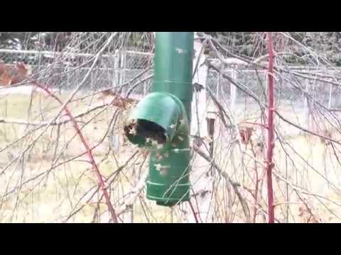 Bee Pollen Supplement Feeder Youtube