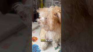 Nalgaditas. #perrosfelices #perrito #mascotas #trending #amorperruno #viralreels #buenavidaroute15