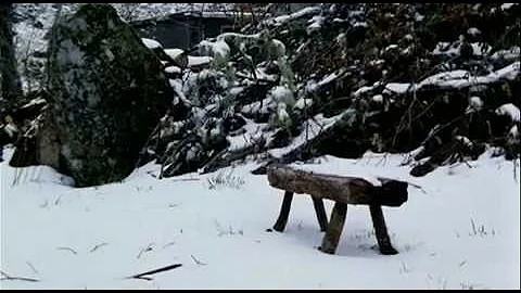 Aki Kaurismaki   Bico