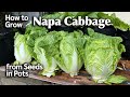 How to Grow Napa/Chinese Cabbage from Seed in Pots - Easy Planting Guide from Seed to Harvest