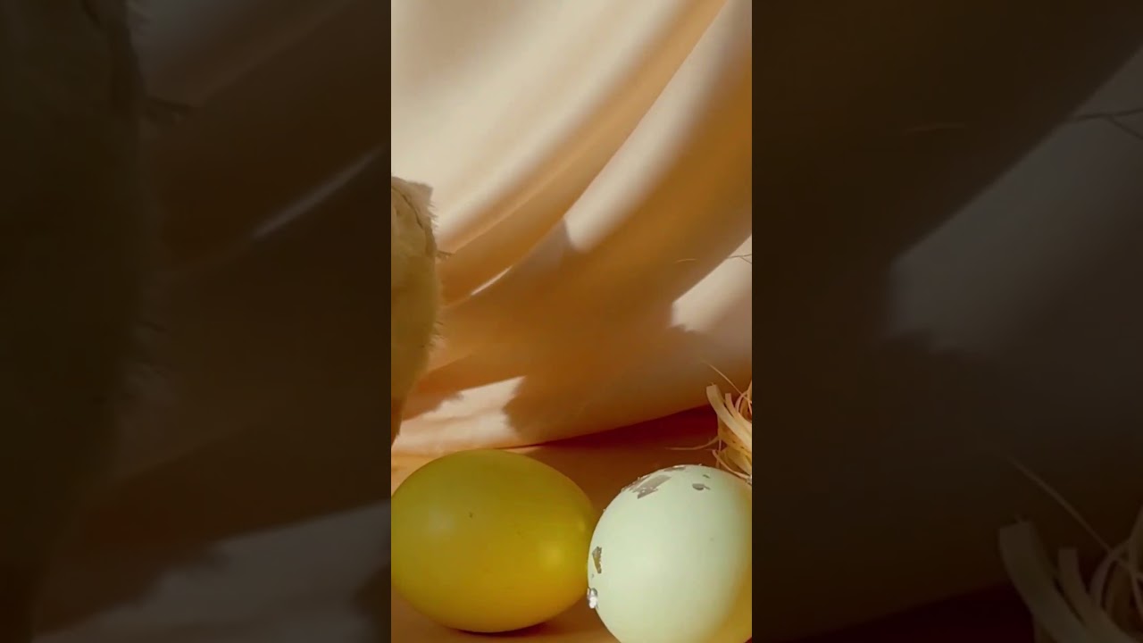 Precious Animal Sounds in Nature ( Full video on our channel!)