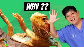 WHY Does Your Bearded Dragon Wave His Arm?  Ask a REPTILE VET! ** Hint  It's NOT What You Think!